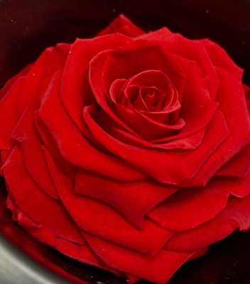 Everlasting Red Rose