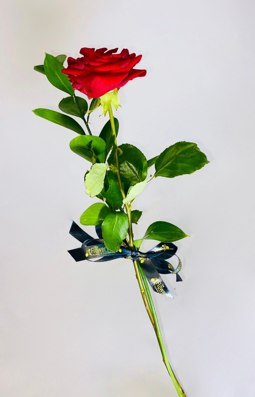 Single Red Rose buy online or call 01242 269905