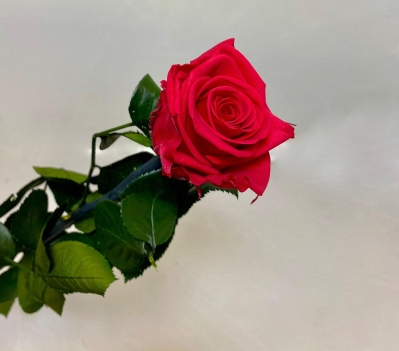 Everlasting Long Stem Red Rose