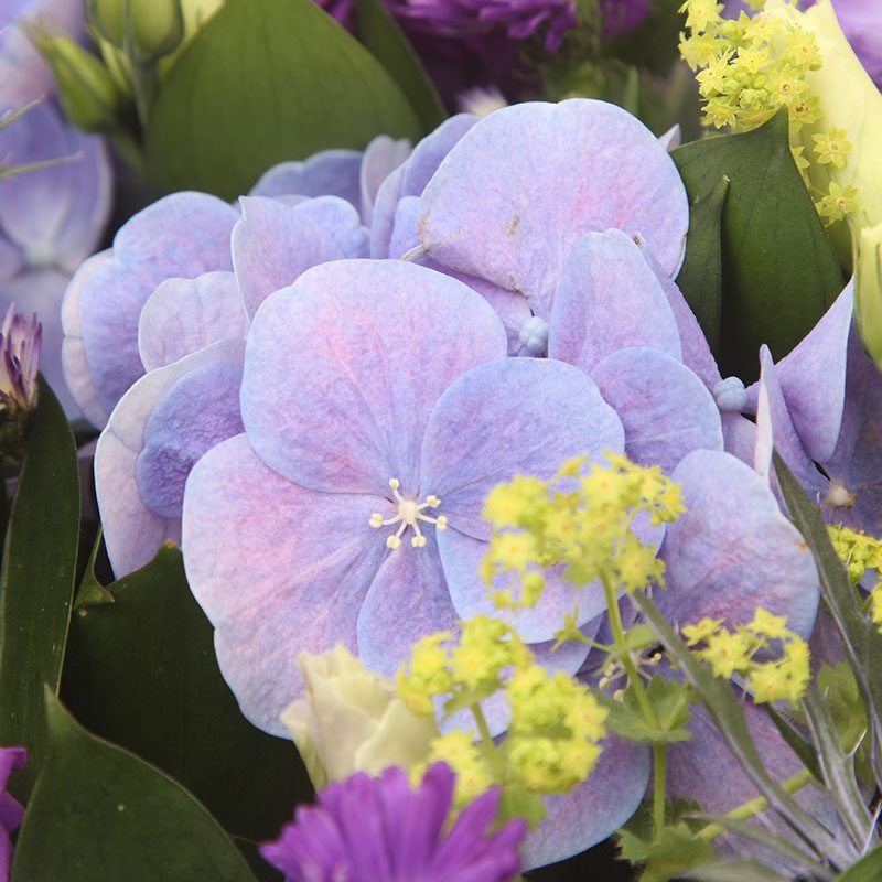 Blue and Purple Posy Pad