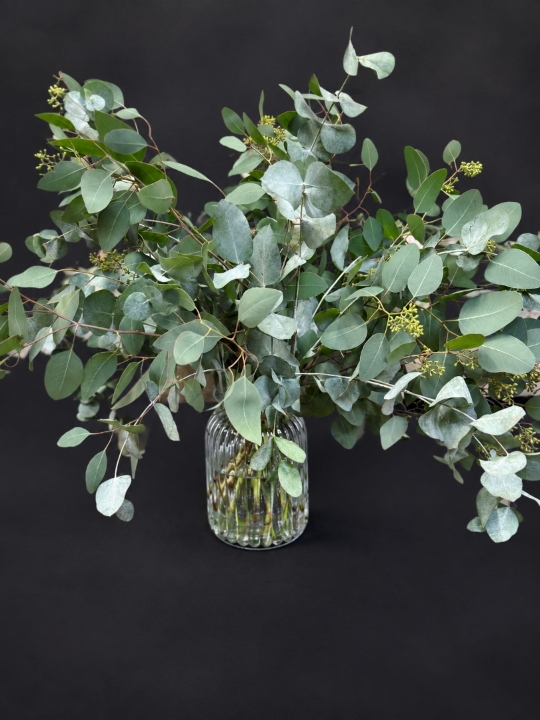 Eucalyptus Envy