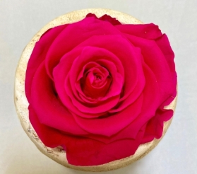 Everlasting Pink Rose